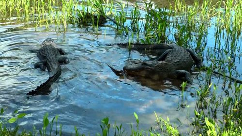 Ally the alligator returns to the water. (Image: Tim Faulkner/Australian Reptile Park)