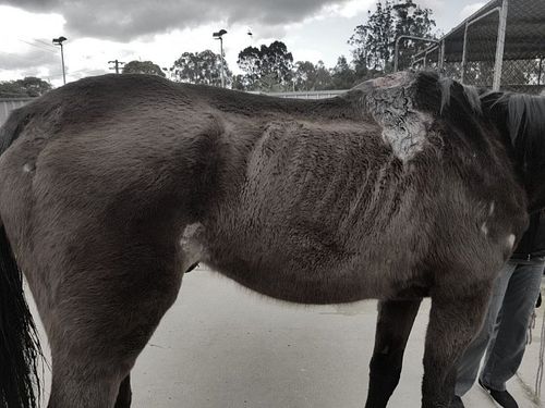 Collie horse animal cruelty charges