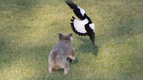 The magpie closes in on the fleeing koala. (Help Save the Wildlife and Bushland in Campbelltown)