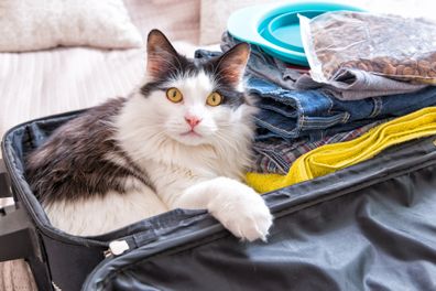 Cat in suitcase