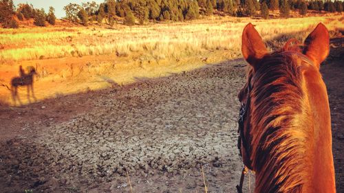 Elizabeth Hollow's Warialda property has seen little to no rain since October last year. (Photo: Elizabeth Hollow.) 