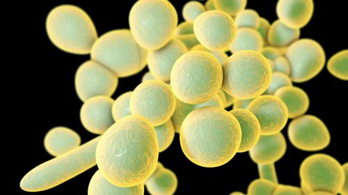 First 13 cases of deadly fungal infection emerge in US