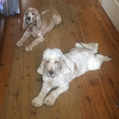 Kate Rafferty's dogs, Patty and Maggie.