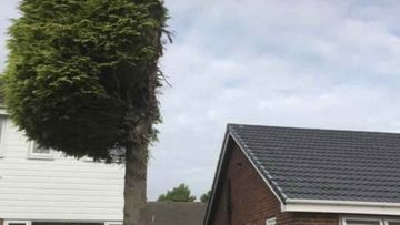 A tree cut in half in a neighbour dispute in the UK.