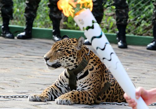 The shooting caused uproar among animal rights groups, which questioned why the animal was involved in the Olympic event. (AFP)