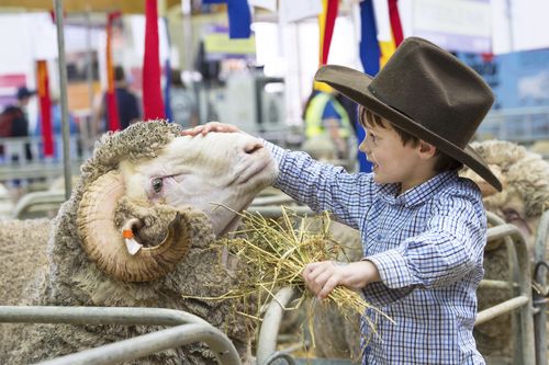 A youngster patting a merino at the Royal Easter Show in Sydney. (AAP)