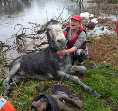 Donkey flashes grateful grin after being rescued from floodwaters