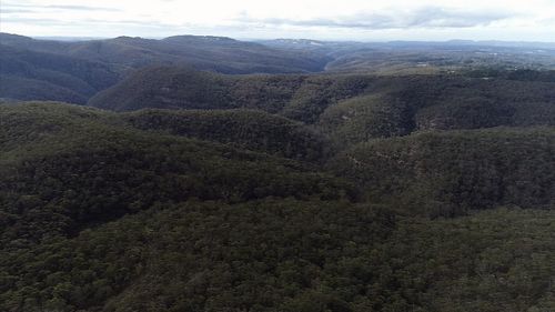 A project is underway in the NSW Blue Mountains to save the tree. Picture: 9NEWS