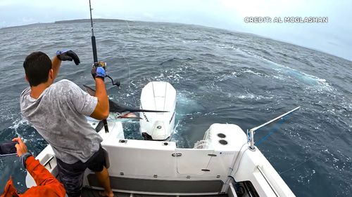 Australia, GBR, Black Marlin jumps off boat stern, man in fighting