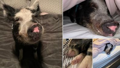 Pig in bed