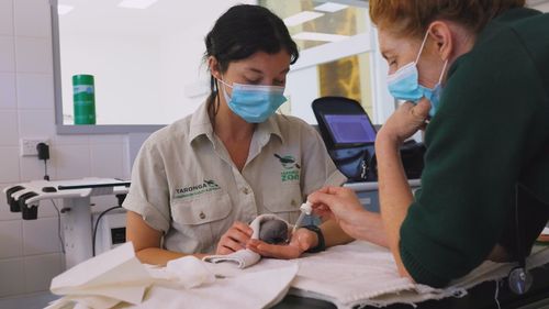 A specialized program for veterinarians to treat animals injured in wildfires.
