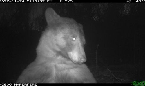 Bear selfie