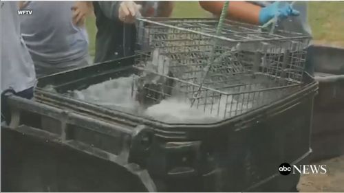 Video filmed by a student shows other students filling a bin with water and lowering a metal wire cage into it. (ABC America via WFTV)