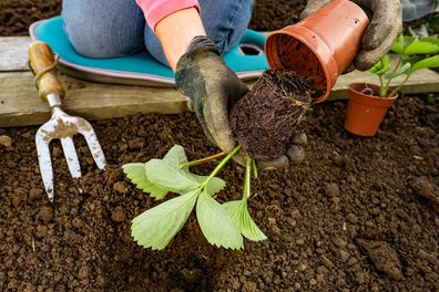 Planting strawberry from pot