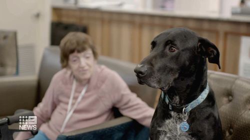 Zeus the old rescue dog becomes companion for aged care residents