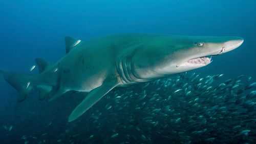 Several reports of shark bite injuries and a spate of sightings of the marine predators off the Northeast coast of the United States have rattled summer beachgoers.