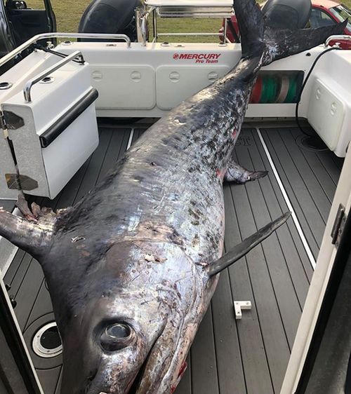 The monster 436.2kg swordfish was caught near Mallacoota, just south of the NSW-Victoria state border. Picture: Facebook.