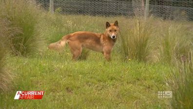 Australia's dingo whisperer dedicates life to saving wild canines