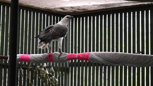 The white-bellied sea eagle appeared active, but sported a large wound on its wing.