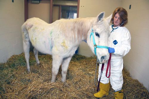 Lily with a carer at Penn Vet New Bolton Center. (Facebook/Penn Vet New Bolton Center)