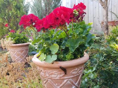 a slug and slime trail on clay pot with plant with red flowers and green leaves