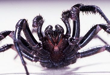 When did Struan Sutherland develop the antivenom for the funnel-web spider's bite?