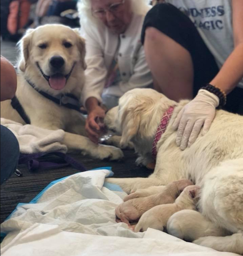 Proud father Nugget was on hand to provide support. (Tampa International Airport/ Facebook)