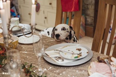 A Dalmatian dog is sitting at the dinner table
