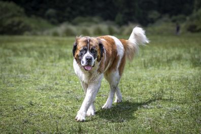 Big st bernard dog outside in valley
