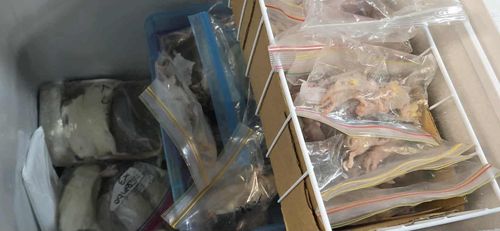 A freezer full of rodents that will be fed to Mat's hatchlings and their parents.