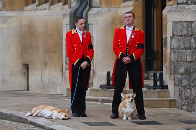 WINDSOR, ENGLAND - SEPTEMBER 19: Members of the Royal Household with the two royal Corgis on September 19, 2022 in Windsor, England. The committal service at St George's Chapel, Windsor Castle, took place following the state funeral at Westminster Abbey. A private burial in The King George VI Memorial Chapel followed. Queen Elizabeth II died at Balmoral Castle in Scotland on September 8, 2022, and is succeeded by her eldest son, King Charles III. (Photo by Justin Setterfield/Getty Images)