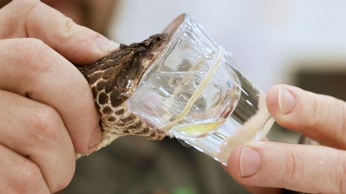 Billy Collett had the dangerous task of performing a health check on one the Park's most venomous snakes, the common death adder.