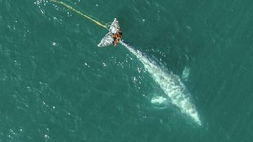 In this aerial photo provided by Tony Corso Images, a 9-metre long gray whale with its tail entangled in a massive gill net is seen off the coast of Pacifica, Calif., Tuesday, April 9, 2024.