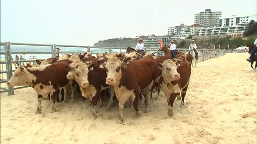 Six stockmen led about 40 cattle along Bondi Beach this morning. (9NEWS)