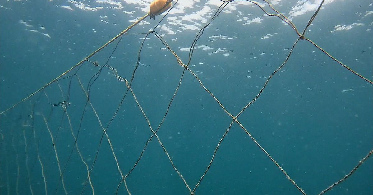 NSW Deploys Shark Nets for Spring Amid Marine Life Concerns; Trial Removal Set for Sydney Beaches