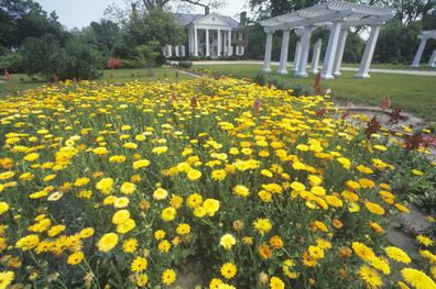 Home and gardens of the Boone Hall Plantation, Charleston, South Carolina.