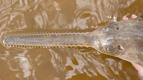 Endangered, giant sawfish reproducing with immaculate conception