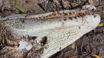 A dead crocodile found on the banks of the Daintree River has sparked an official investigation.