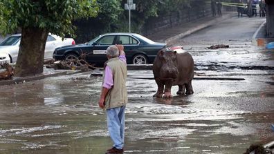 Animals escape Georgia zoo following devastating flooding  (Gallery)
