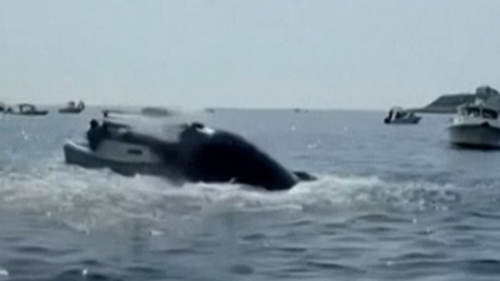 The whale launching its body out of the water and slammed onto the front of the boat. 