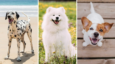 The top 10 cutest dog breeds in the world, according to science