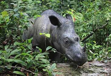 Which is the smallest extant subspecies of rhinoceros?