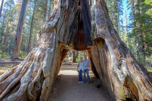 John and Lesley Ripper pose in the Pioneer Cabin tunnel tree, a giant, centuries-old sequoia that had a tunnel carved into it in the 1880s
