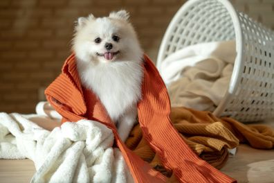 Dog playing with clothes basket.