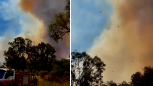Bushfire turns into tornado called fire-generated vortex in Cowra.