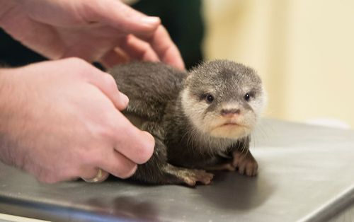 Otter pups have first vet check on World Otter Day