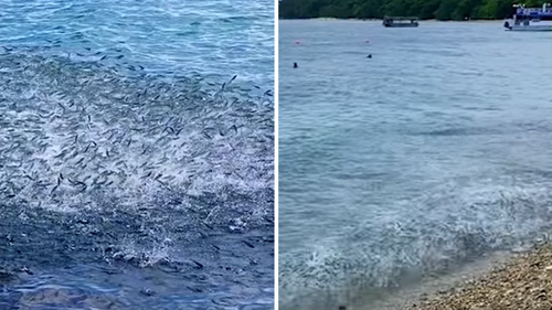 The waters were roiling before the fish started jumping to shore. 