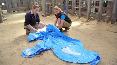 Zookeepers prepare for risky tusk removal surgery on elephant Bob on Mega Zoo.