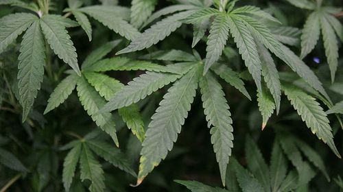 DC Pot legalisation campaign hits snag in US Congress