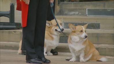 The Queen's royal corgis had a special role on the day of the late monarch's burial at Windsor Castle.